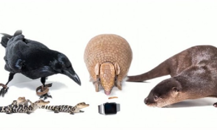 Ζώα δοκιμάζουν τα ρολόγια της Apple (video)