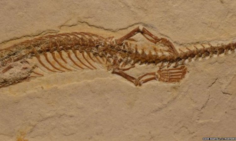 Φίδι 113 εκατ. ετών με τέσσερα πόδια! Δείτε φωτό της σημαντικής ανακάλυψης