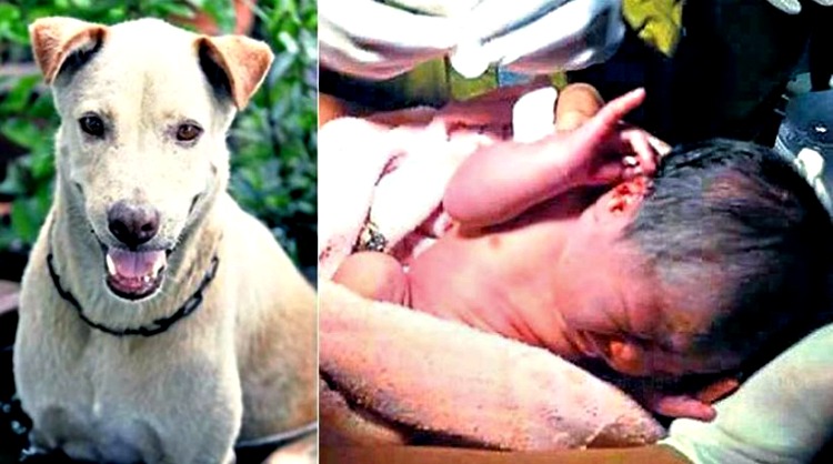 Tετράποδος ήρωας: Αδέσποτος σκύλος έσωσε νεογέννητο που είχε εγκαταλειφθεί στο δρόμο