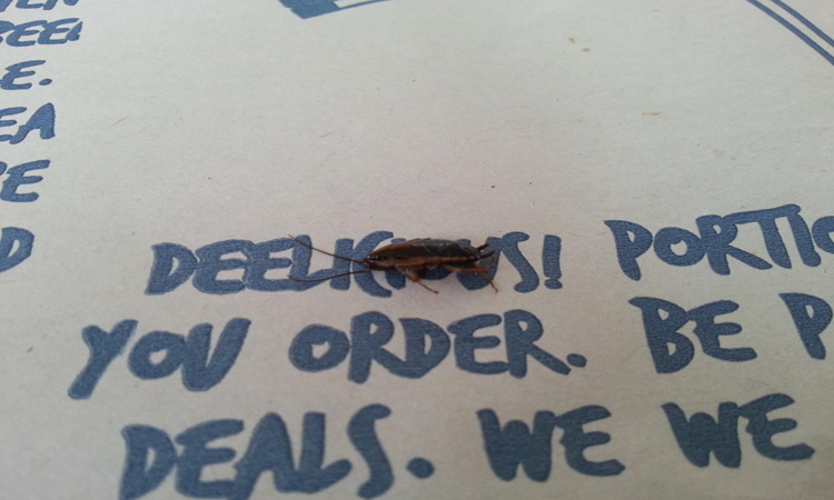 Τους κόπηκε η όρεξη – Μαζί με το γεύμα τους σέρβιραν και μια ζωντανή κατσαρίδα