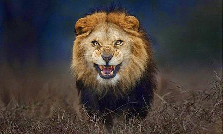 Νεκρή 22χρονη - Έγινε τροφή για λιοντάρι - Ο απόλυτος πανικός σε πάρκο στη Νότια Αφρική