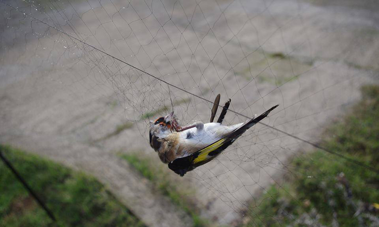 Έρχεται σχέδιο κατά της παράνομης παγίδευσης αγρίων πτηνών στην Κύπρο