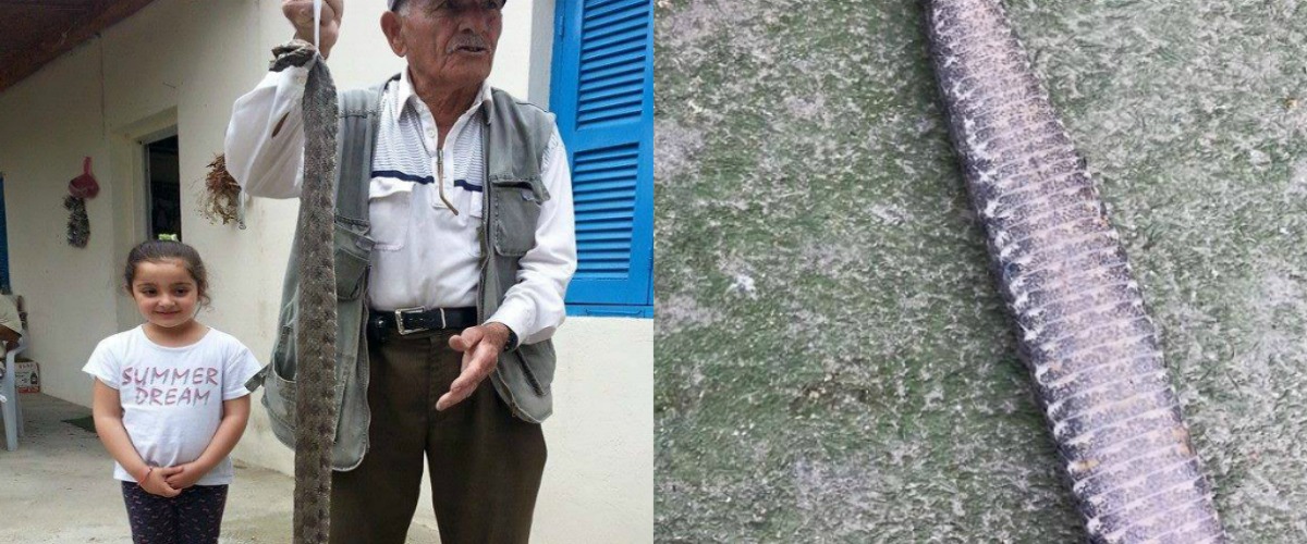 Το λέει η ψυχή του παππού: Δείτε την επικίδνυνη «φίνα» με την οποία ήρθε αντιμέτωπος 85χρονος στη Λάρνακα