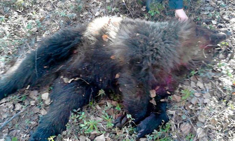 Αρκούδα επιτέθηκε και έκρυψε στη φωλιά της μια γυναίκα για να την φάει αργότερα