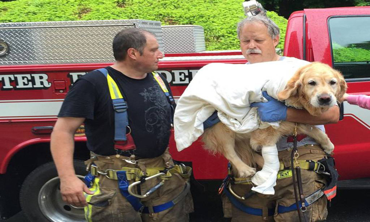 Σκύλος-οδηγός έσωσε την ζωή της συνόδου του- Έπεσε μπροστά σε λεωφορείο για να την σώσει