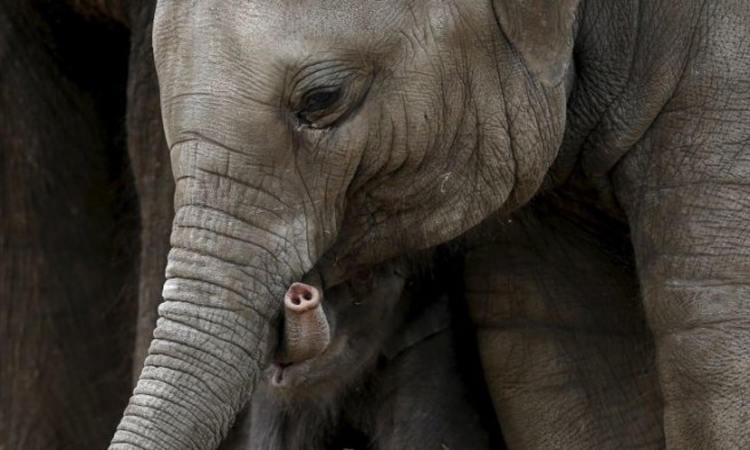 Ελεφαντίνα τραυμάτισε θανάσιμα άνδρα στη Γερμανία