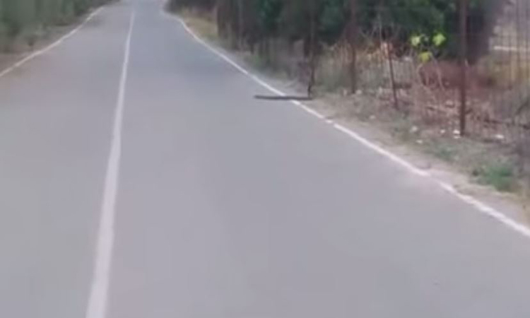 Πάφος: Κάνουν έρωτα μέσα στη μέση του δρόμου δυο… φίδια!  (VIDEO)