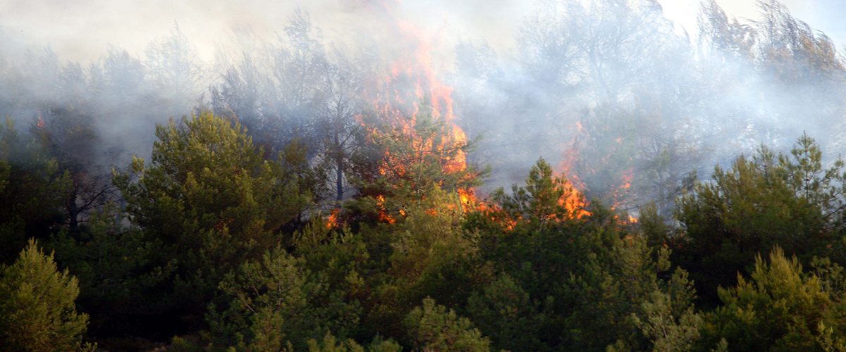 Έτρεχαν σαν «τρελοί» οι πυροσβέστες - Πυρκαγιά στο δάσος της Αγίας Μαρίνας Ξυλιάτου