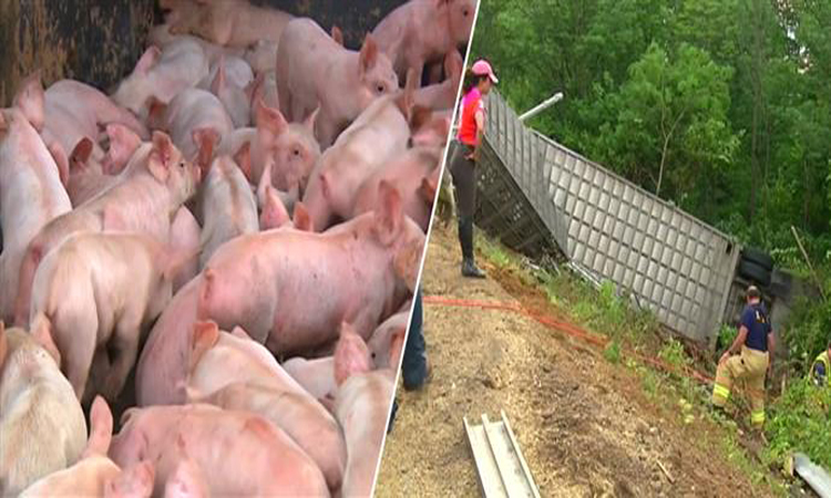 2.200 γουρούνια «κόβουν» βόλτες σε δρόμο της Αμερικής