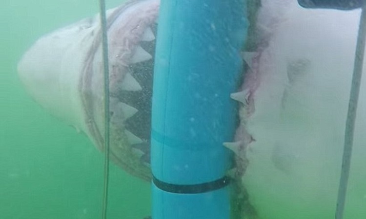 Αυτό κι αν είναι τύχη! Δείτε τη στιγμή που ένας λευκός καρχαρίας επιτίθεται σε κλουβί κατάδυσης! (video)