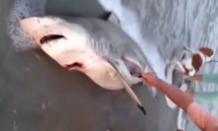 Όταν βρήκαν αυτόν τον καρχαρία νεκρό κάτι δεν τους άρεσε... Όταν άνοιξαν την κοιλιά τους έμειναν άφωνοι