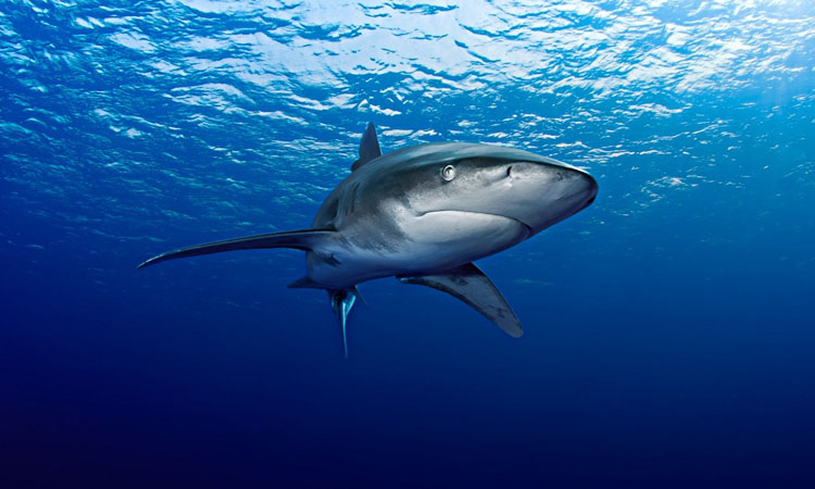 ΗΠΑ: Σαν άλλος Τσακ Νόρις- Ακόμη και ο καρχαρίας τον φοβήθηκε
