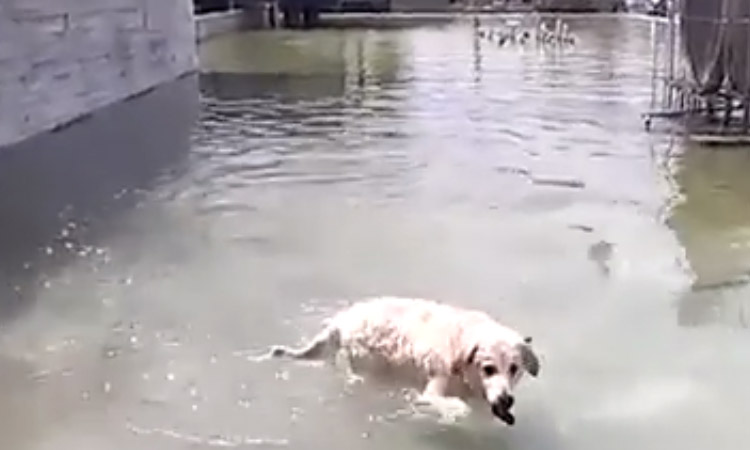 «Σκοτώθηκαν» για ένα σκύλο στην παραλία στη Θεσσαλονίκη – Δείτε το  βίντεο με τον άγριο καυγά