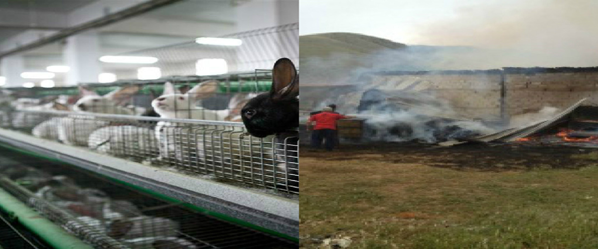 Νεκρά και καψαλισμένα εκατοντάδες κουνέλια στο Κίτι