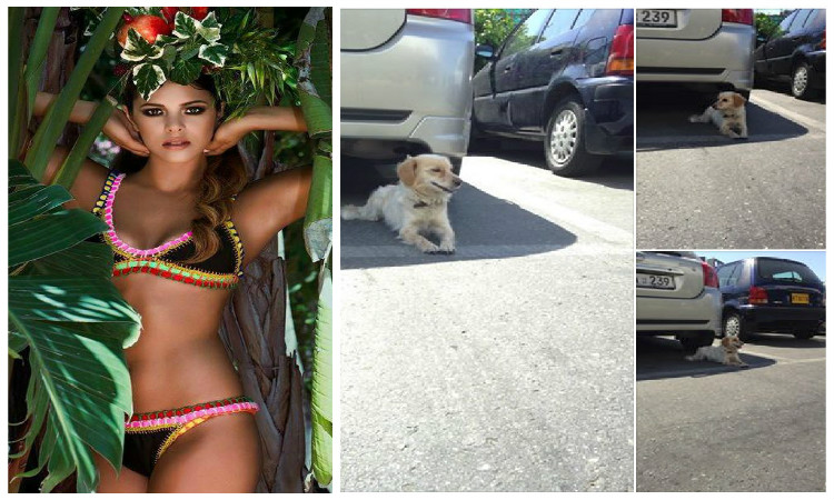 Και ζωόφιλος η Star Κύπρος 2015! Κραυγή αγωνίας από τη Μαρκέλα για σκυλάκι που καταδίωκε ο Δήμος…!