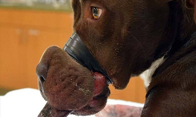Αν είναι δυνατόν! Κόλλησαν το στόμα της 15 μηνών σκυλίτσας με μονωτική ταινία -  Κινδύνευε να χάσει μεγάλο μέρος της γλώσσας της