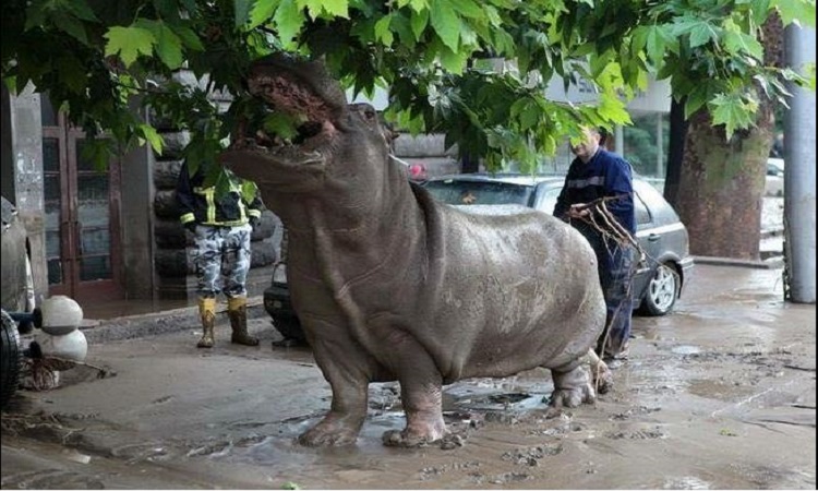 Ξεχύθηκαν στους δρόμους τα ζώα της Τιφλίδας! Καταστράφηκε ο ζωολογικός κήπος από τις έντονες βροχές