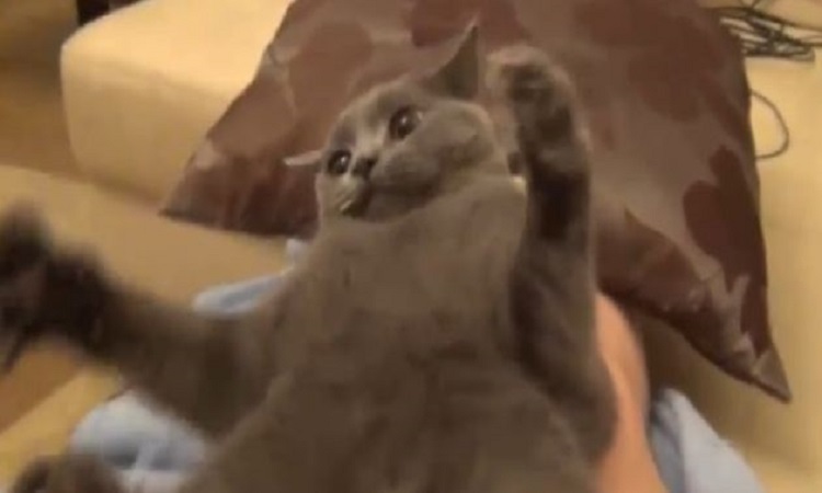Γάτα που γαβγίζει... δεν δαγκώνει (Βίντεο)