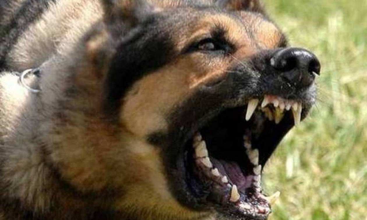 Άγρια επίθεση σκύλου σε 66χρονο στην Ελλάδα - Τον τραυμάτισε σοβαρά, νεκρό το σκυλί του