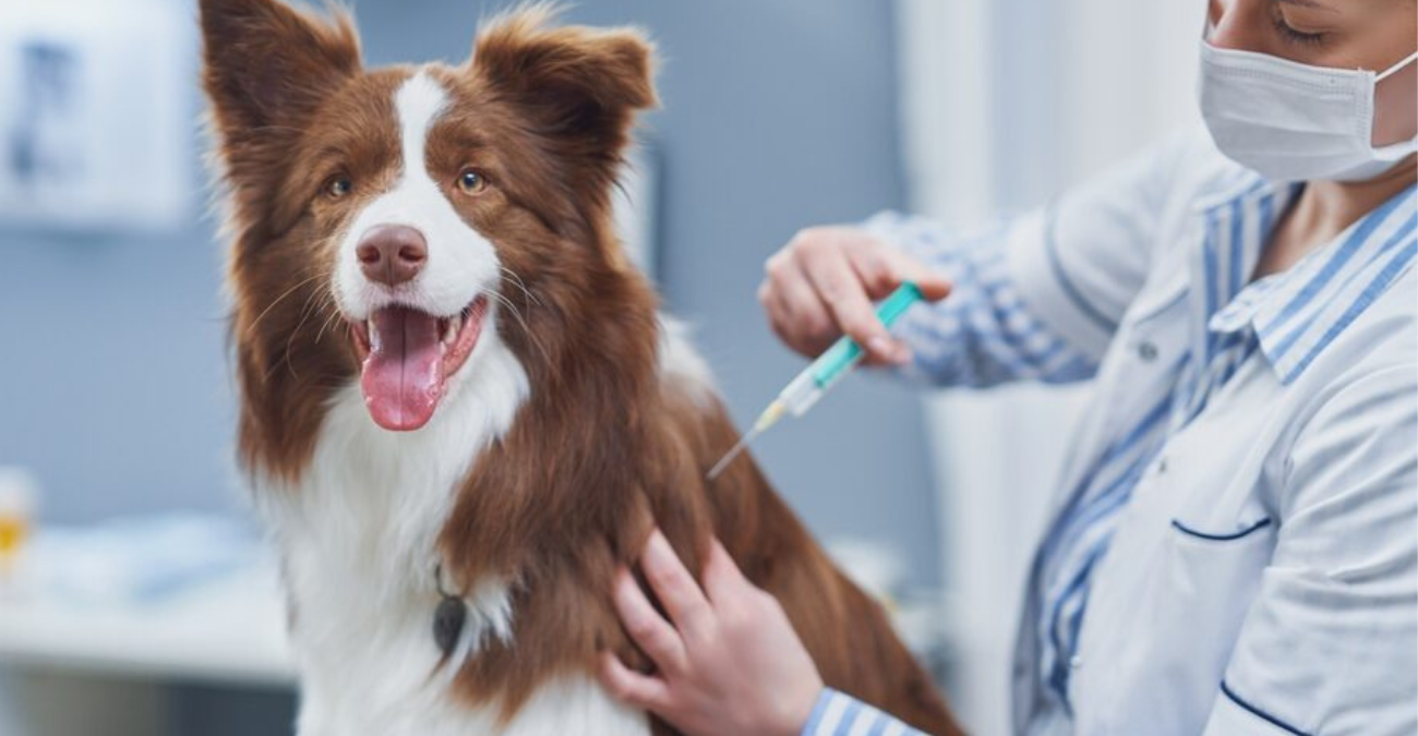 Ελπίδα δίνουν οι κλινικές μελέτες για το εμβόλιο κατά του καρκίνου των σκύλων