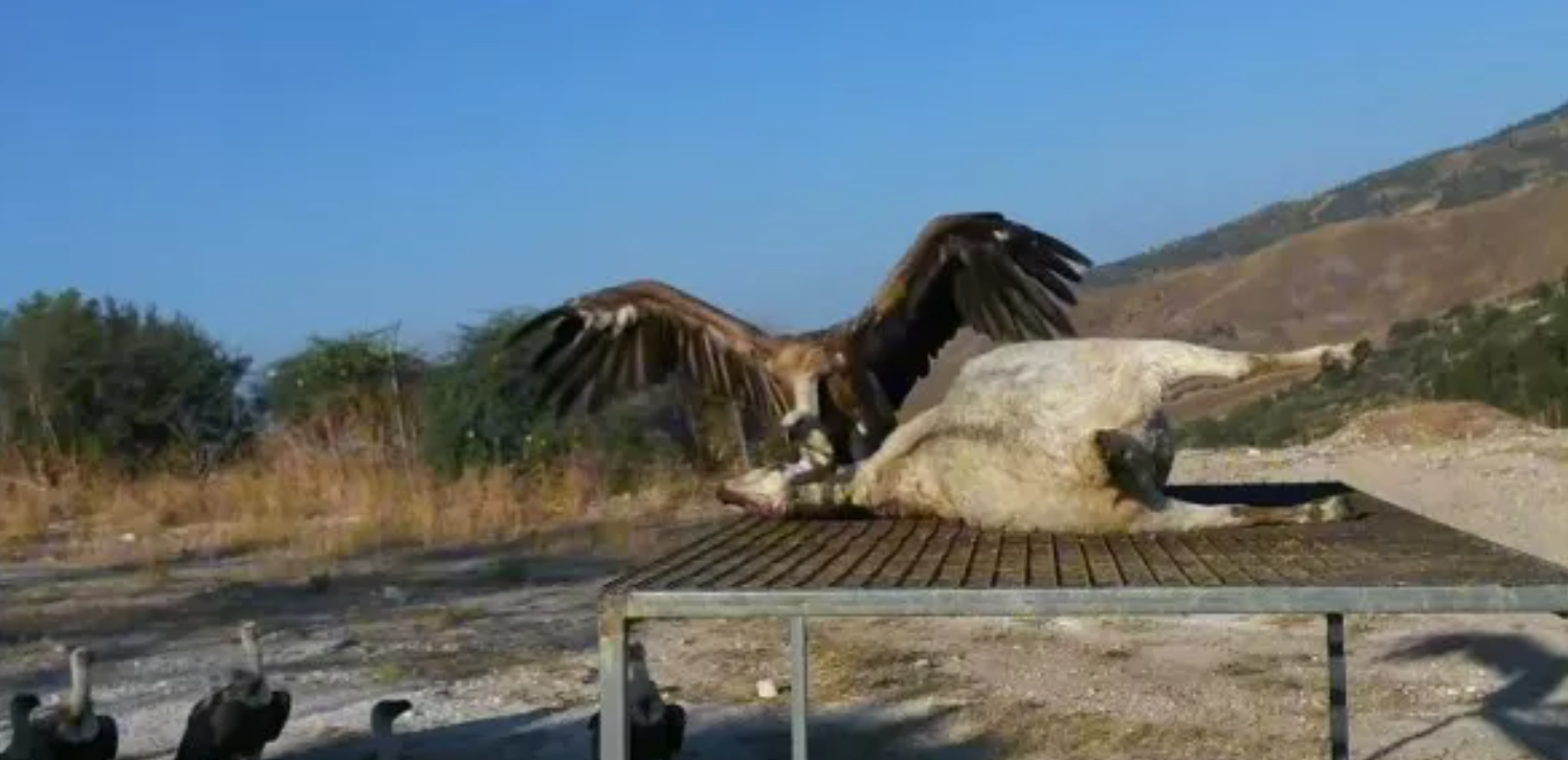 Συγκλονιστικό video: Γύπες κατασπαράζουν κουφάρι κατσίκας στην Κύπρο - Εντυπωσιάζουν τα πλάνα