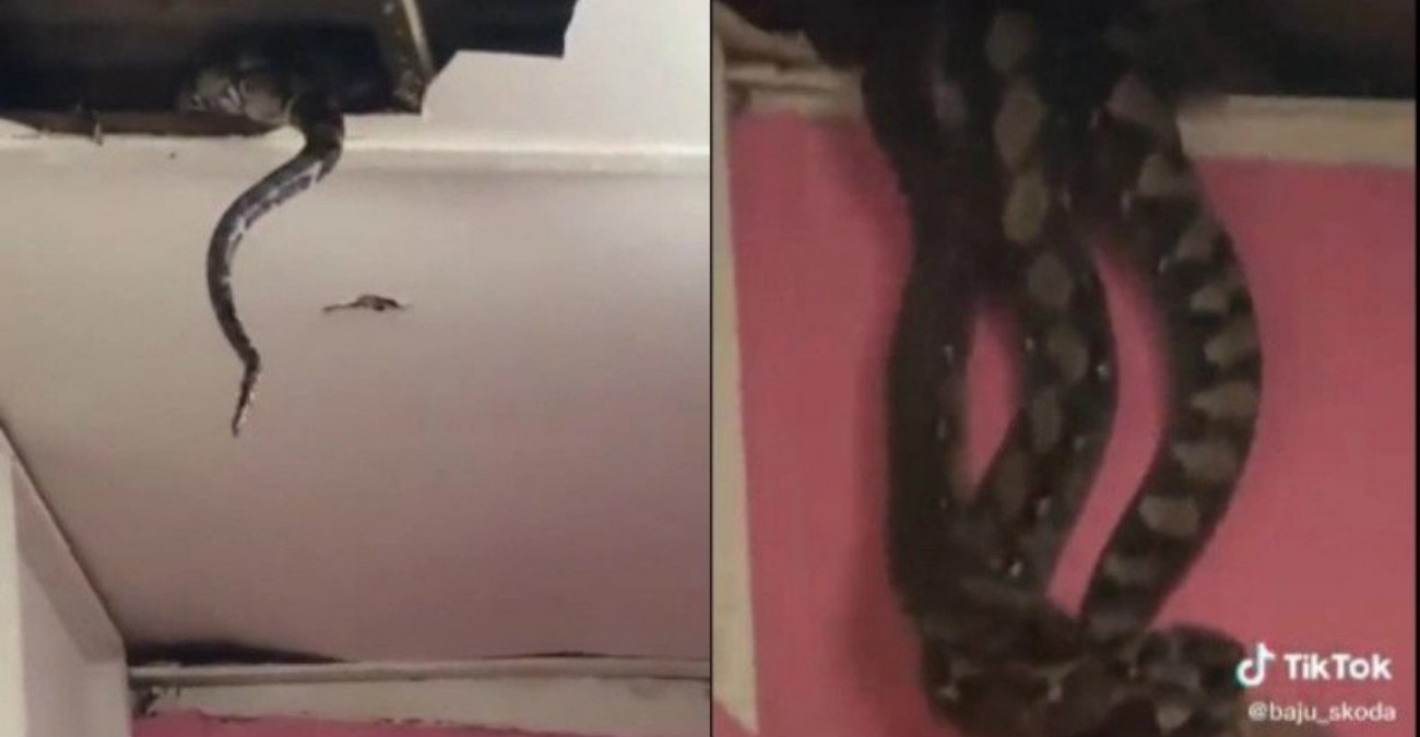 Η τρομακτική στιγμή που τρία γιγαντιαία φίδια πέφτουν από την οροφή σπιτιού στην Μαλαισία - Δείτε βίντεο