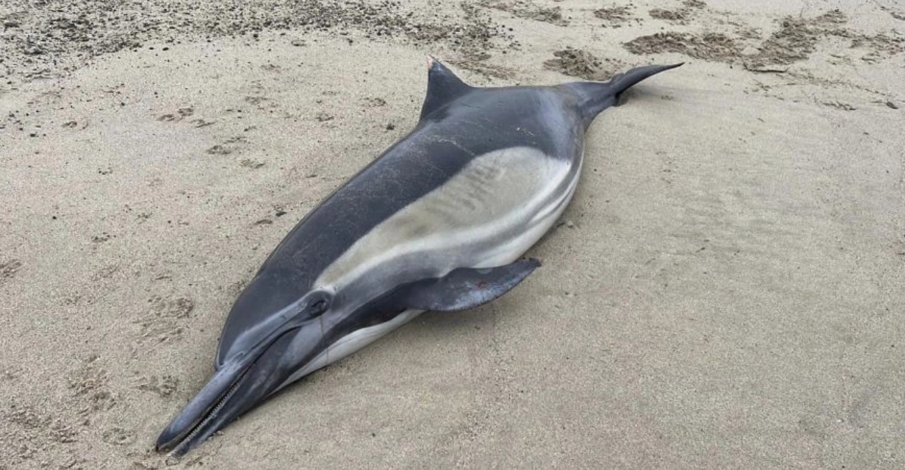Τοξικά φύκια σκοτώνουν δελφίνια και θαλάσσιους ελέφαντες – Ανησυχία στους επιστήμονες