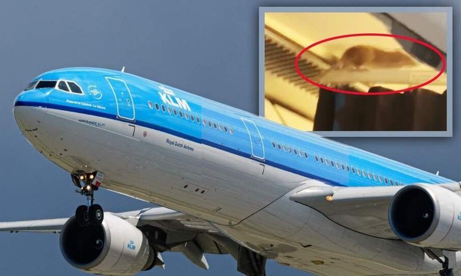 «Τρελό» περιστατικό στον αέρα: Ποντίκι «τρύπωσε» σε πτήση - Εγκλωβίστηκαν οι επιβάτες