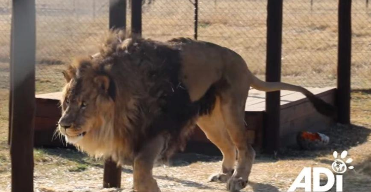 Το «πιο μοναχικό λιοντάρι του κόσμου» επέστρεψε στο φυσικό του περιβάλλον: «Μας έκανε όλους να δακρύσουμε»