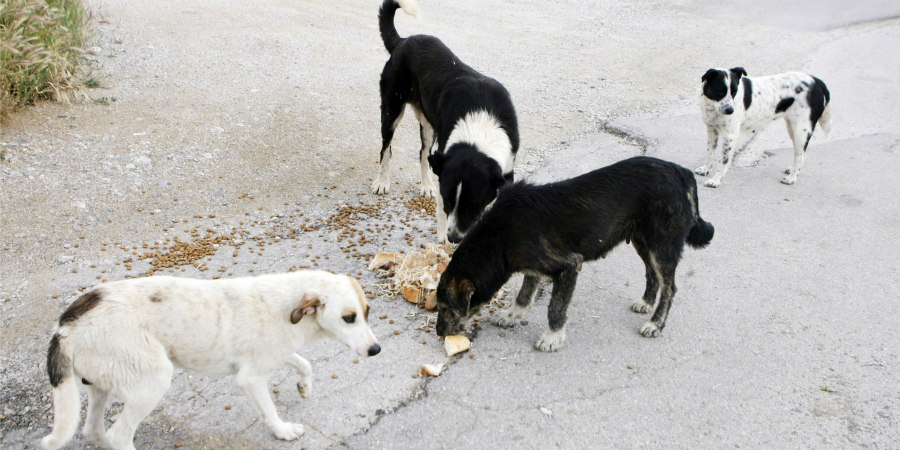 Συνολικά 74 ζώα κατασπάραξαν τρία σκυλιά στην Τερσεφάνου - Διεξάγουν οι έρευνες οι Αρχές 