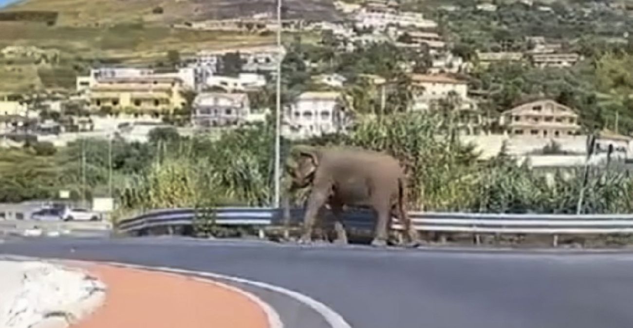 Δρόμος στην Ιταλία έγινε...ζωολογικός κήπος - Ελέφαντας κάνει βόλτα αγέρωχος - Δείτε βίντεο