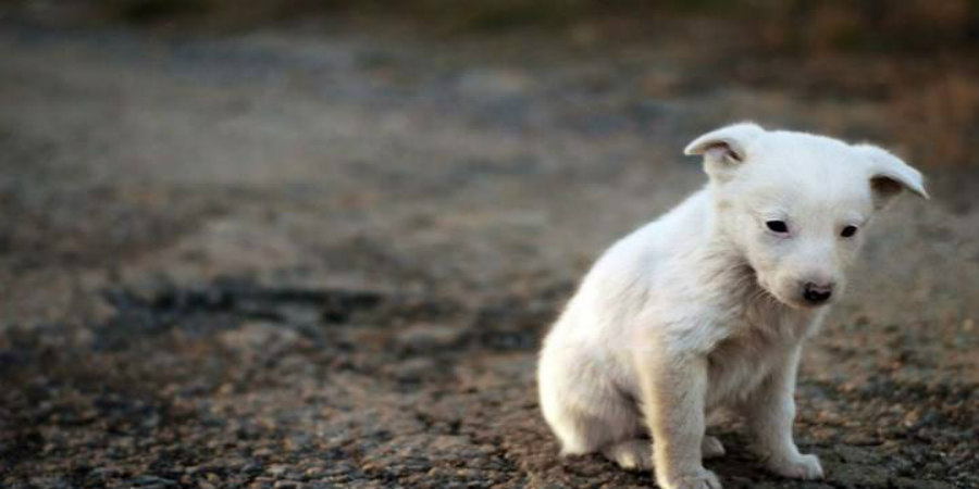 Πάρκο στη Λευκωσία διοργανώνει ημέρα υιοθεσίας αδέσποτων ζώων