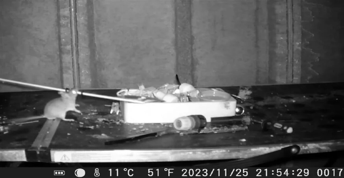 Βρέθηκε ο... «Ρατατούης»: Ποντίκι τακτοποιεί κρυφά το υπόγειο άνδρα κάθε βράδυ - Δείτε το βίντεο