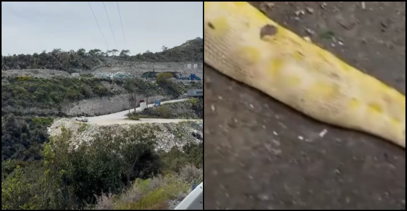 Σοκ στο Πεντάκωμο – Βρήκαν πύθωνα στα σκουπίδια – «Η ανοχή του κόσμου έχει όρια» – Δείτε βίντεο