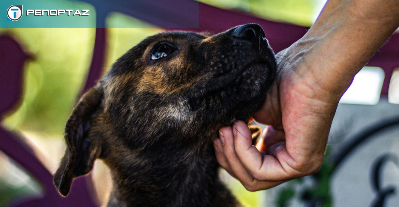 Λευκωσία: Το τέλος της αδιαφορίας; Η ακτινογραφία μιας πόλης που «γιατρεύει» την πληγή των αδέσποτων