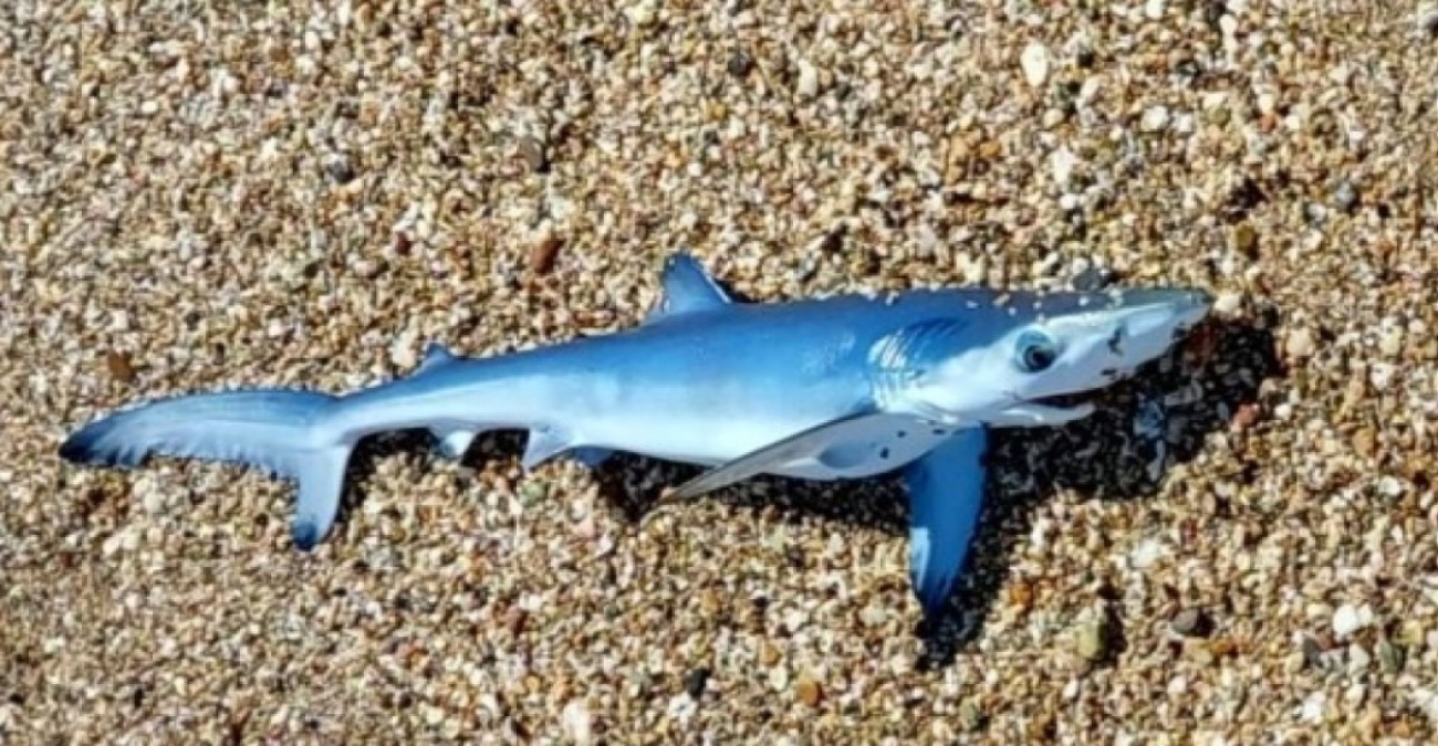 Έβρος: Γαλάζιος καρχαρίας σε παραλία της Νέας Χιλής - Τον εντόπισαν παιδιά