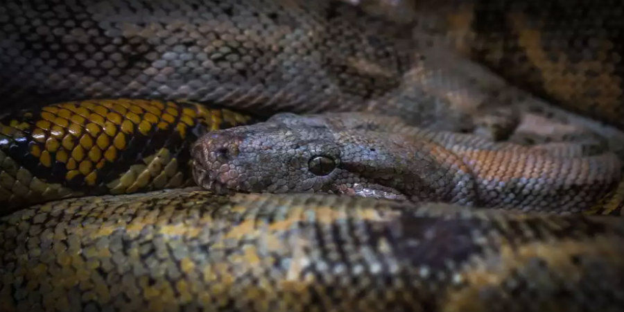 ΗΠΑ: Βρήκαν στο στομάχι πύθωνα ολόκληρο αλιγάτορα - Ανατριχιαστικό βίντεο