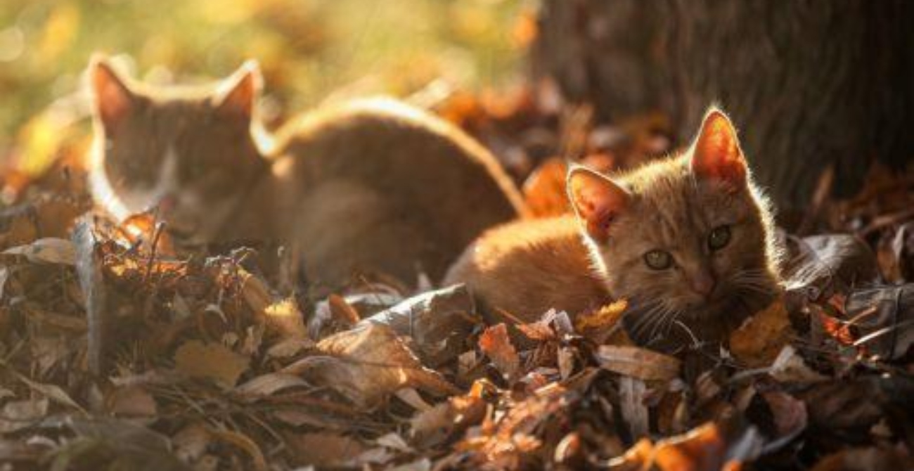 Έκκληση κτηνιάτρων στο Υπ. Υγείας για νοσοκομειακά σκευάσματα κατά ιού FIP γάτων