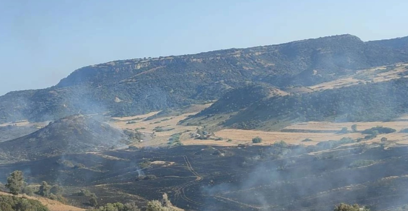 Κατεχόμενη Καρπασία: Έγιναν στάχτη δεκάδες ελαιόδεντρα – Ψάχνουν τα αίτια οι κατοχικές «αρχές» 