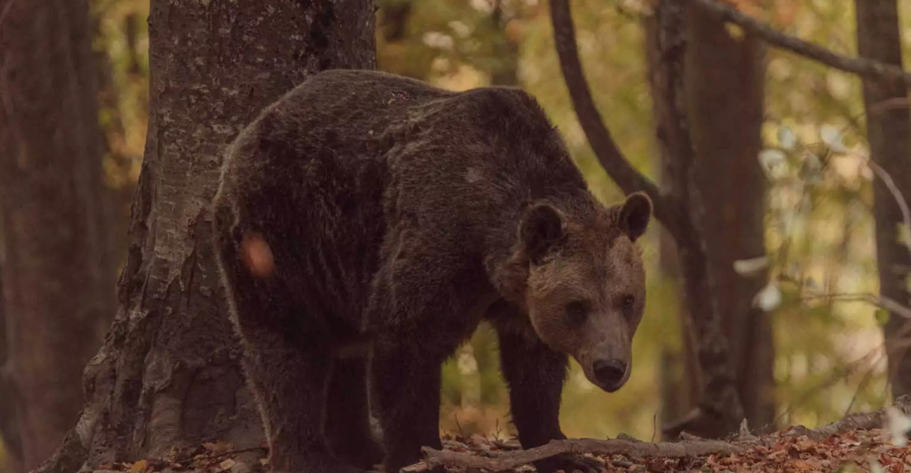 Αρκούδα μπήκε μέσα σε χωριό της Καβάλας - Η ψύχραιμη αντιμετώπιση από κάτοικο που την είδε από κοντά