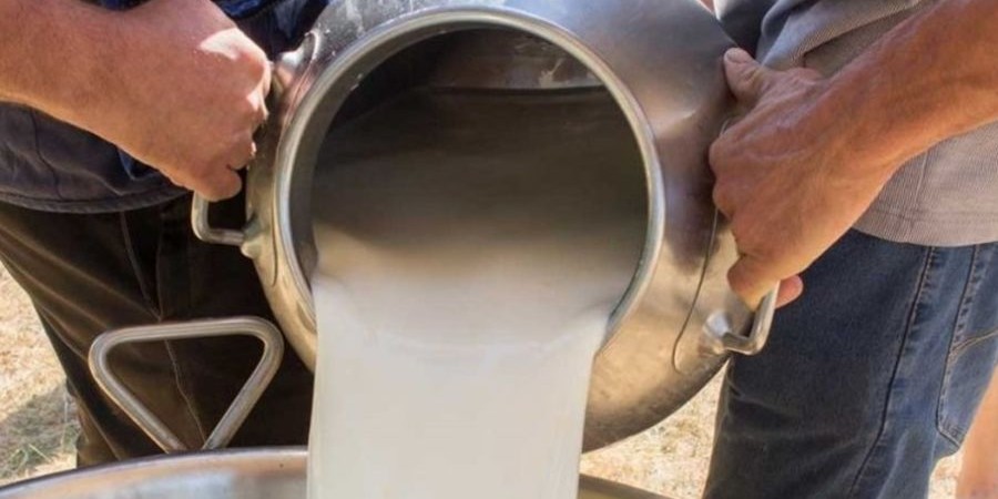 Στο Προεδρικό το αγελαδινό γάλα αν κλείσουν τα τυροκομεία - Οι προειδοποιήσεις των αγελαδοτρόφων