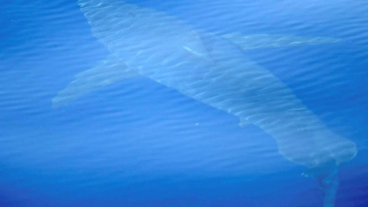 Εθεάθη λευκός καρχαρίας μήκους 5 μέτρων στις ισπανικές Βαλεαρίδες Νήσους - VIDEO