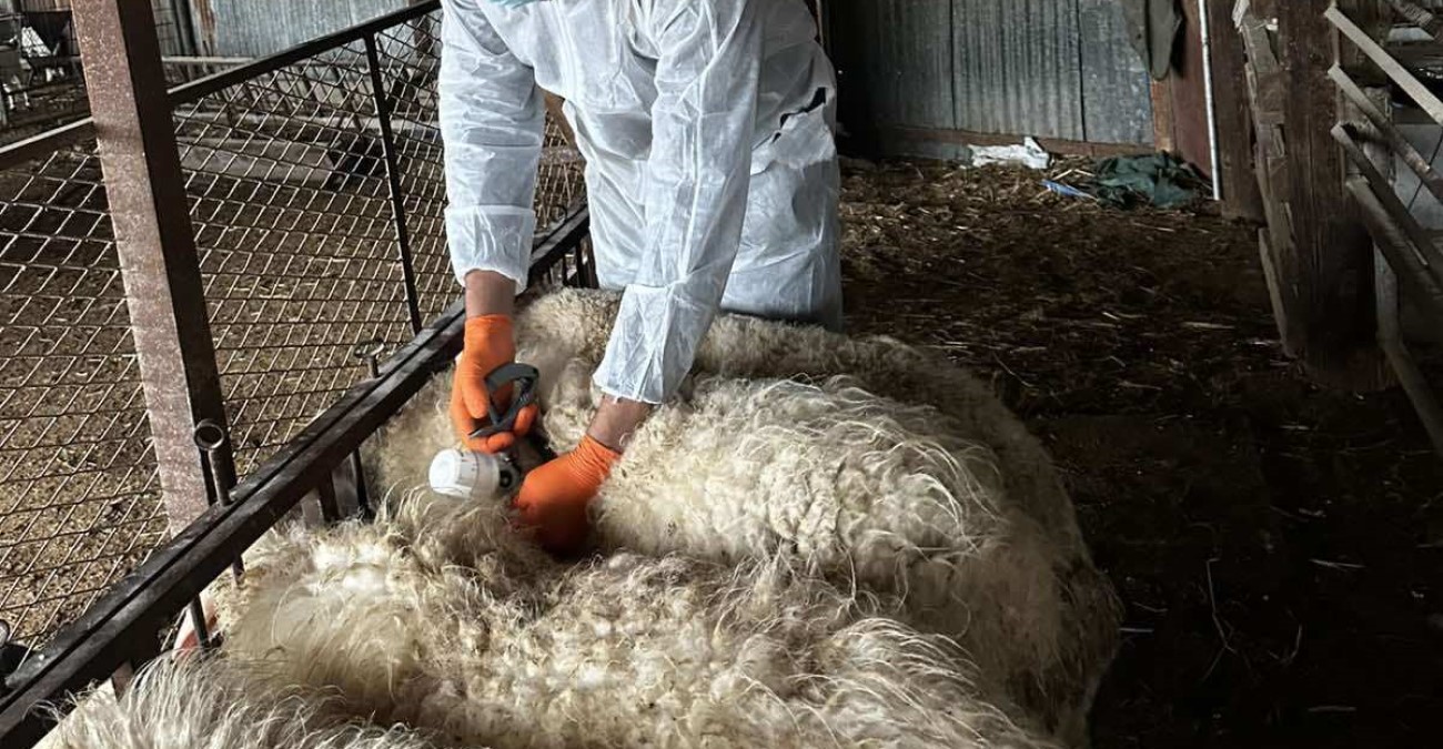 Κτηνιατρικές Υπηρεσίες: Nα μη σώσουμε το δέντρο και να χάσουμε το δάσος - Είχαν ενημερωθεί εξαρχής οι κτηνοτρόφοι για θανάτωση των ζώων