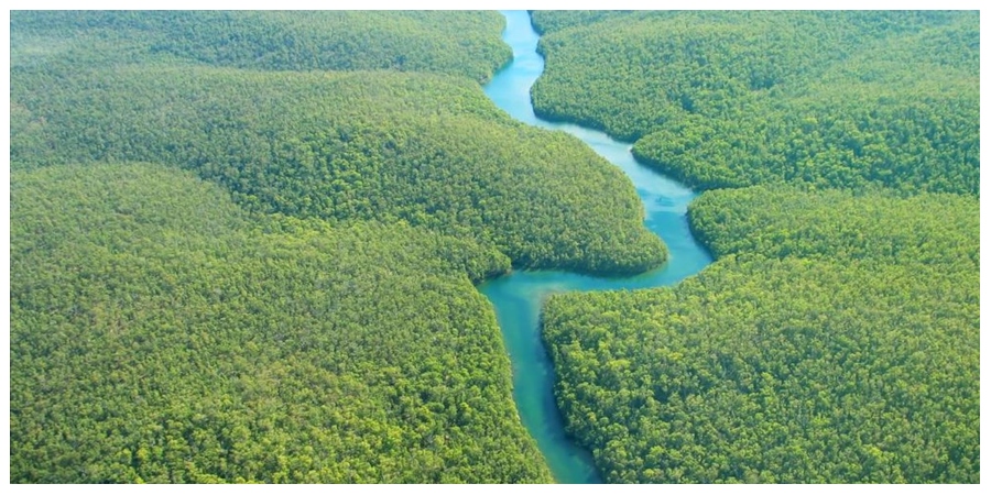 Να πόσα δέντρα υπάρχουν στον Αμαζόνιο