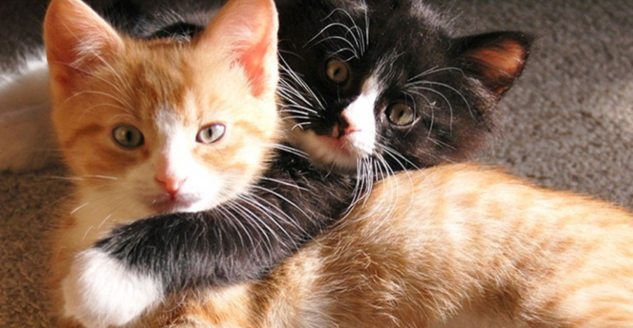 Στον «αέρα» το πρόγραμμα στείρωσης γάτων: Έκκληση προς το Υπουργείο Οικονομικών