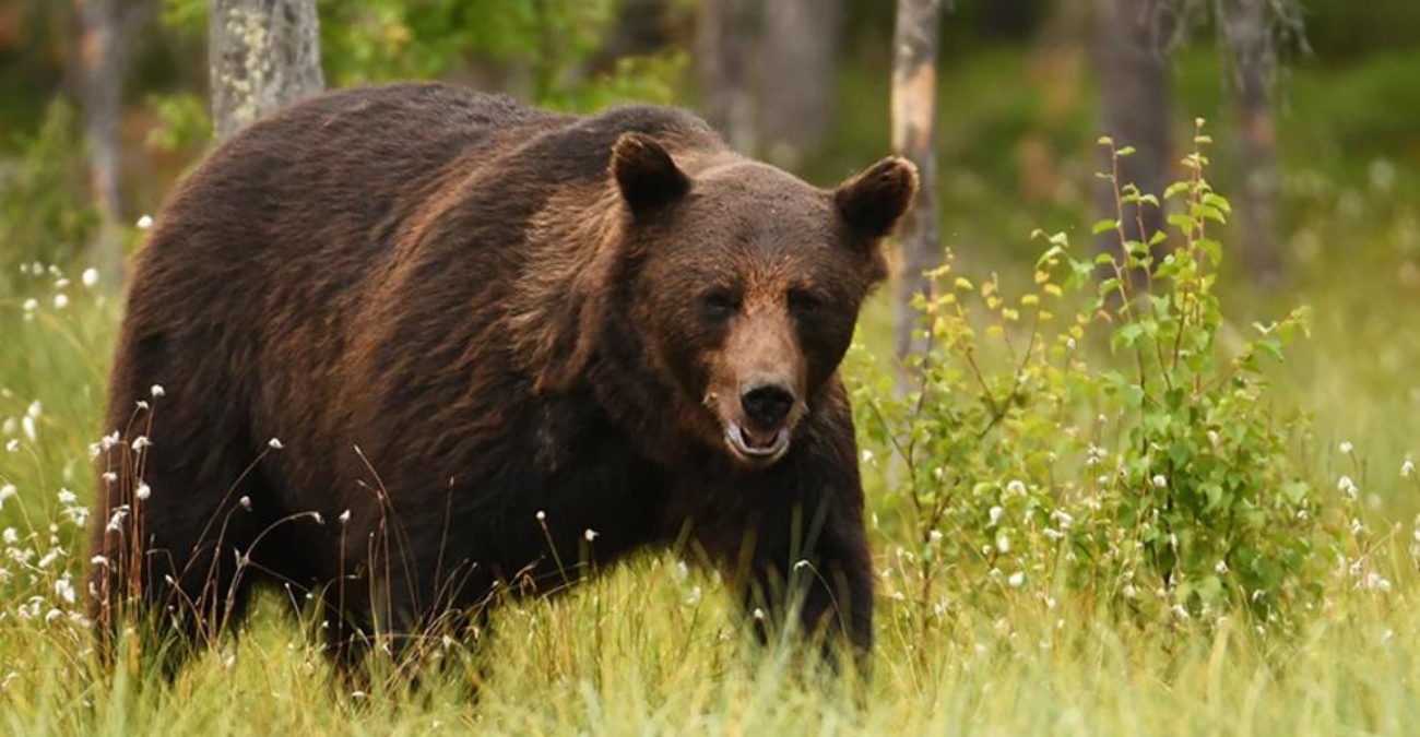 Ελλάδα: Αυξήθηκε ο πληθυσμός τους και οι αρκούδες κατεβαίνουν σε κατοικημένες περιοχές για να βρουν τροφή
