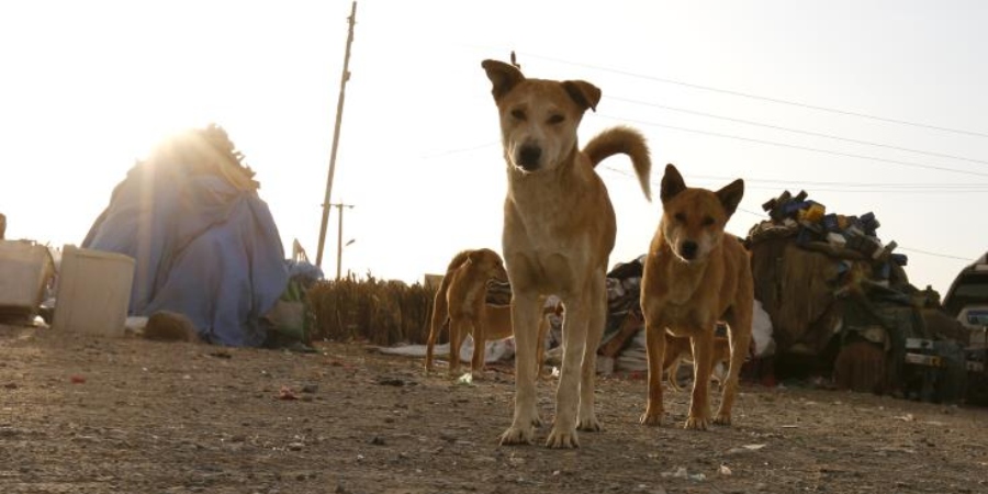 ΛΕΥΚΩΣΙΑ: Κίνδυνος πολλοί σκύλοι να βρεθούν ξανά εγκαταλελειμμένοι - Ζητείται καταφύγιο