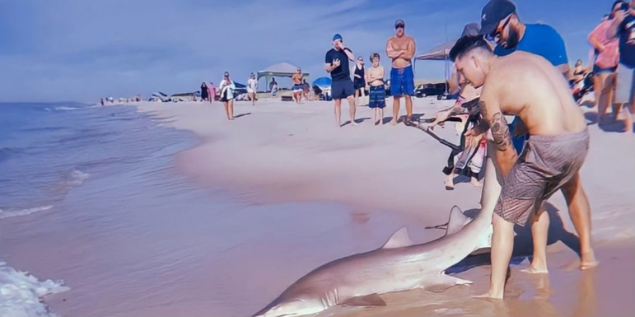 ΗΠΑ: Καρχαρίας σε ακτή της Νέας Υόρκης - Νεαρός πάλευε να του αφαιρέσει το αγκίστρι