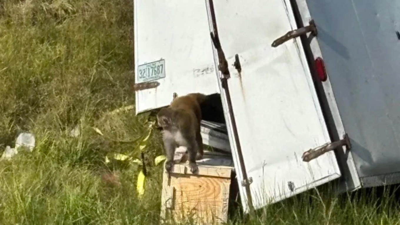 VIDEO: Μαϊμούδες δραπέτευσαν από φορτηγό στο Μισισίπι - Πανικός μετά από λανθασμένη πληροφορία ότι έφεραν μολυσματικές ασθένειες