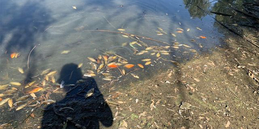 Πάρκο Αθαλάσσας: Η αιτία για τα νεκρά ψάρια - Τα ευρήματα από τις εξετάσεις
